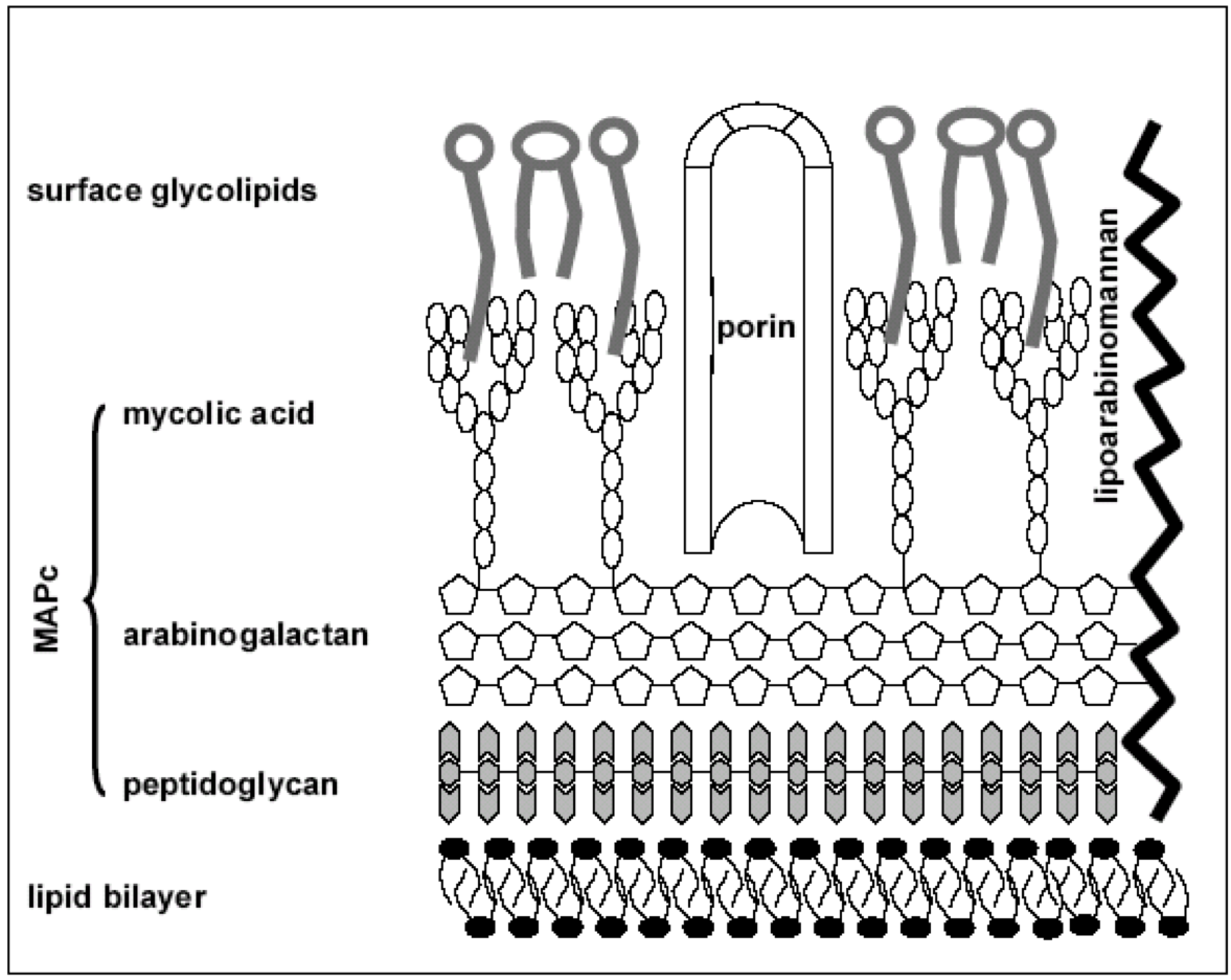 Overview of the Mycobacterial Mycolic Acid Biosynthesis Pathway